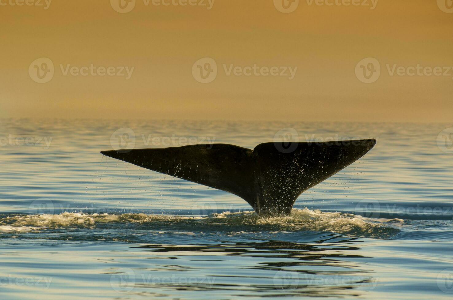 zuidelijk Rechtsaf walvis staart, schiereiland valdes, chubut provincie, Patagonië , Argentinië foto