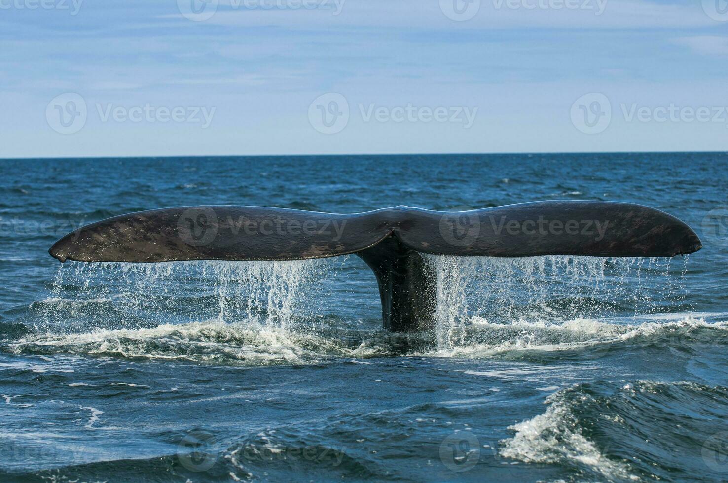 zuidelijk Rechtsaf walvis staart , schiereiland valdes Patagonië , Argentinië foto