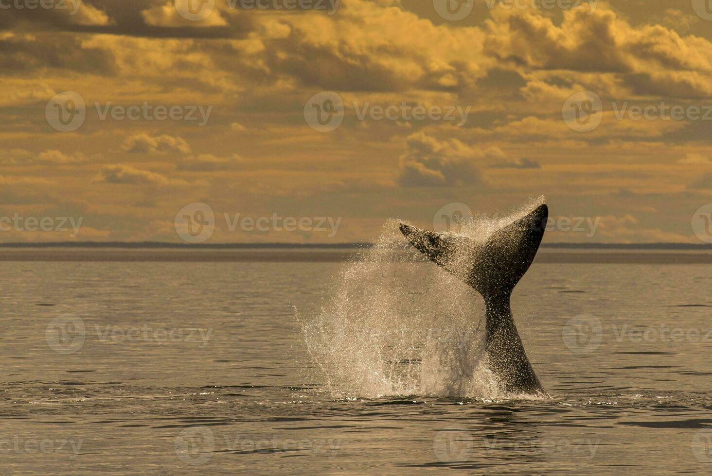 zuidelijk Rechtsaf walvis staart , schiereiland valdes Patagonië , Argentinië foto