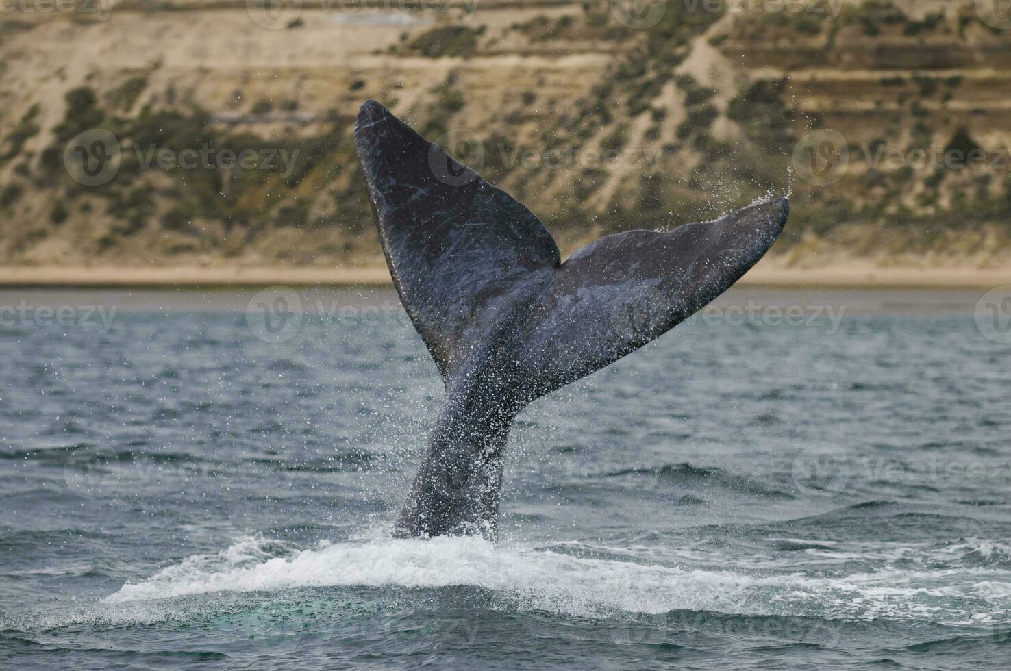 zuidelijk Rechtsaf walvis staart , schiereiland valdes Patagonië , Argentinië foto