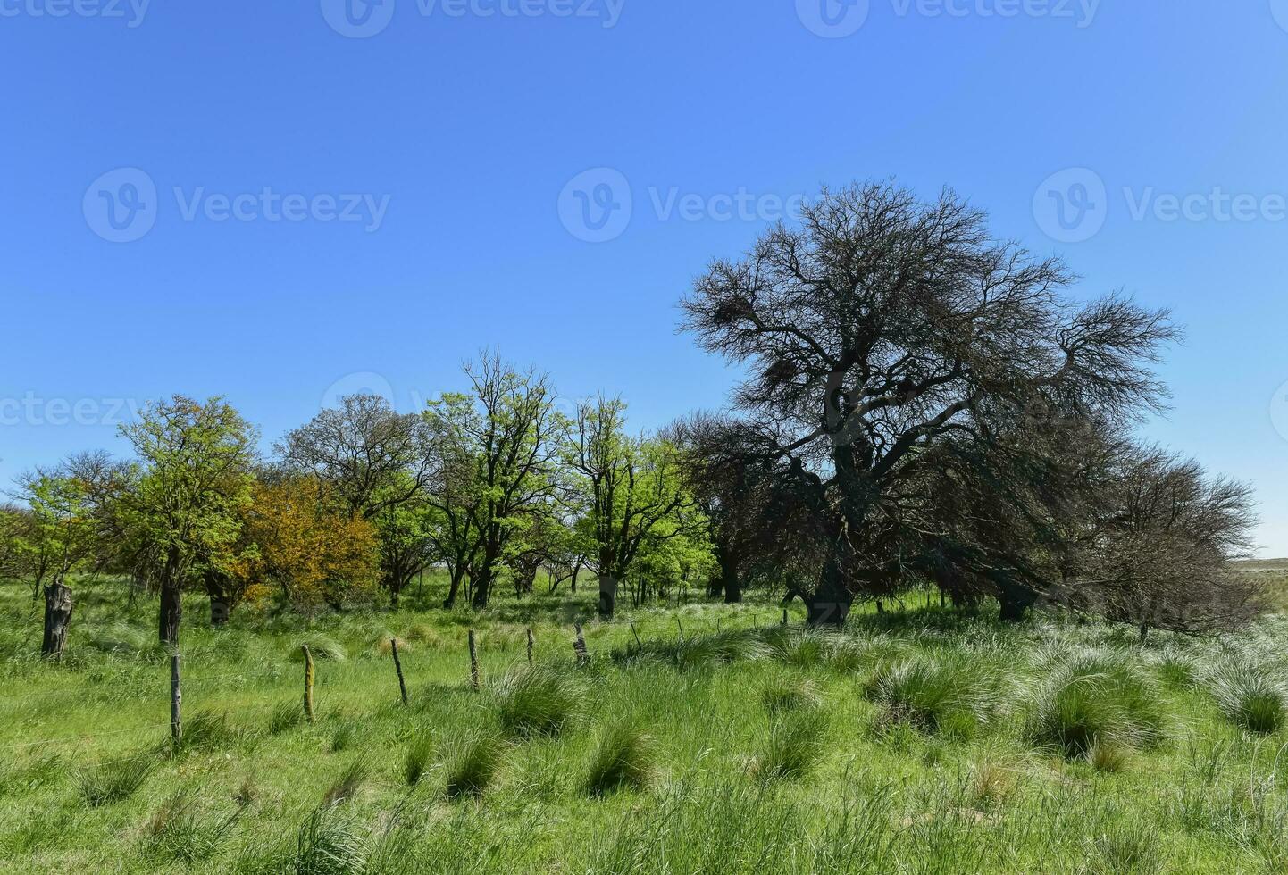 pampa boom landschap, la pampa provincie, Patagonië, Argentinië. foto