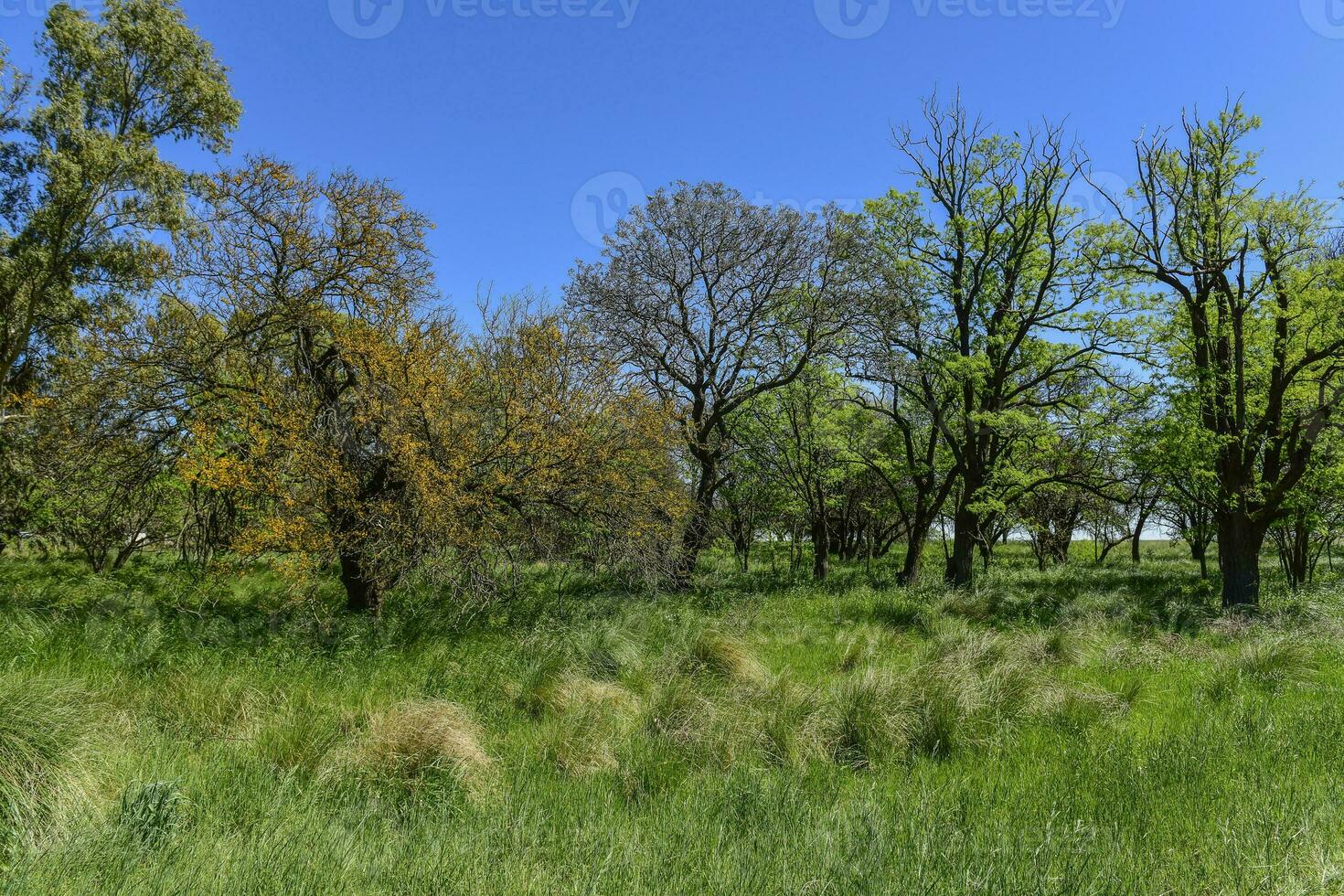 pampa boom landschap, la pampa provincie, Patagonië, Argentinië. foto