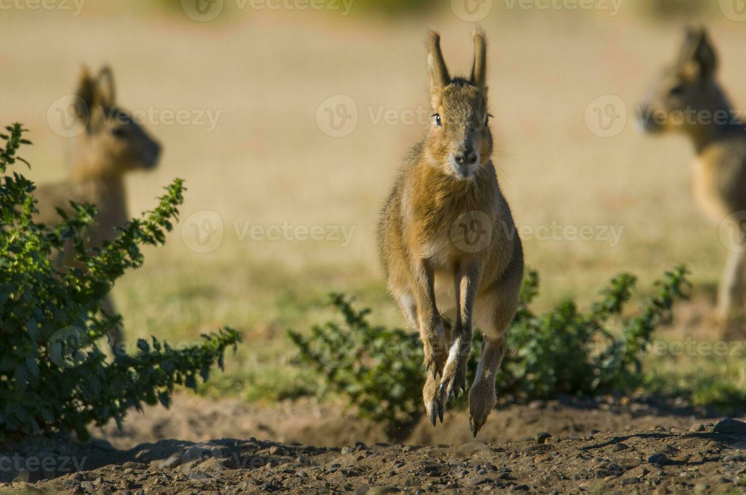 patagonisch kaviaar, Patagonië mara, schiereiland valdes, Patagonië , Argentinië foto