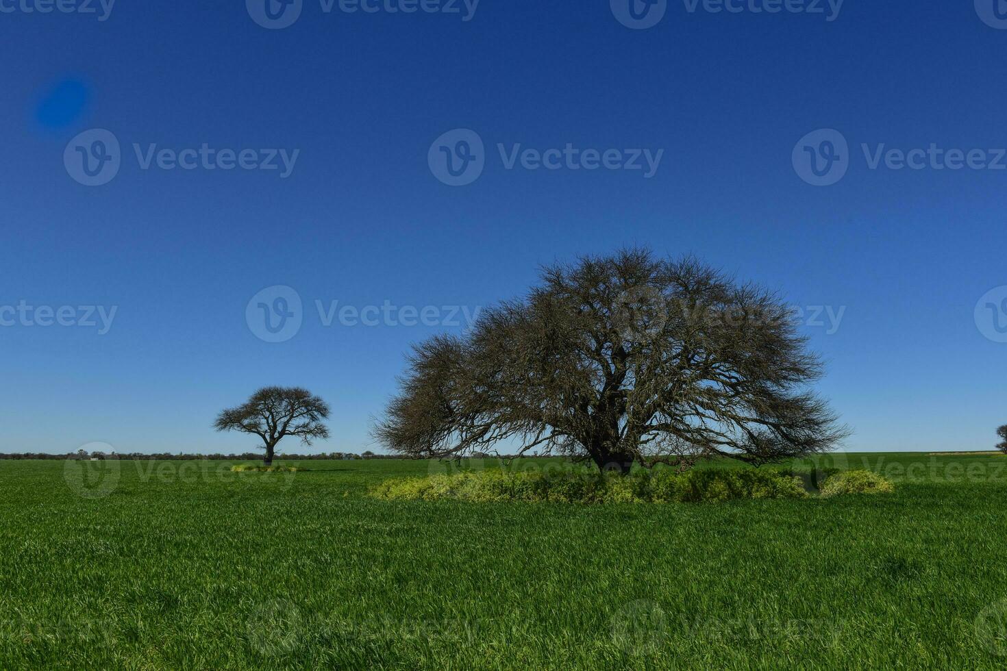 calden boom landschap, la pampa, Argentinië foto