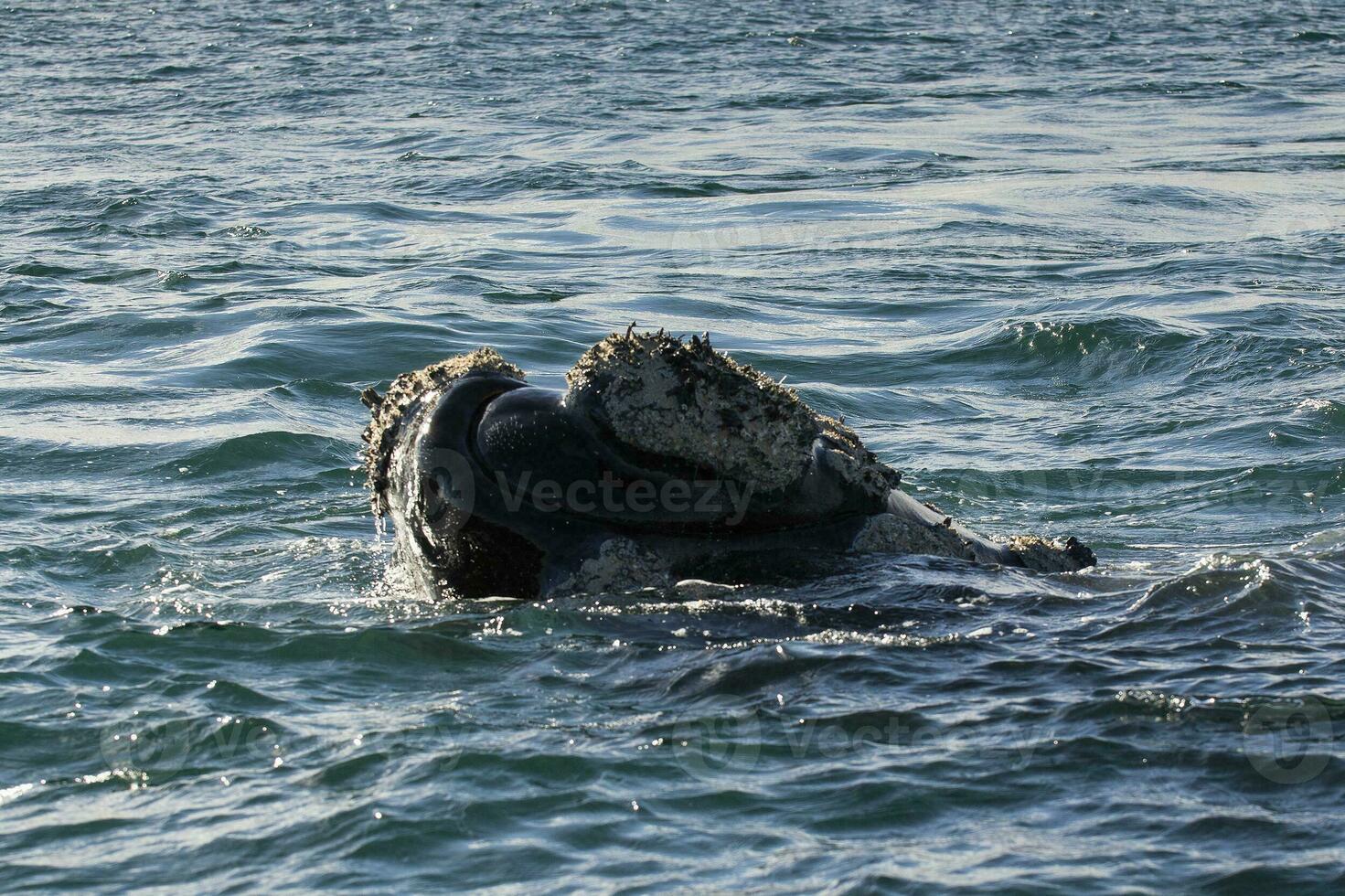 zuidelijk Rechtsaf walvis ademen in de oppervlak, schiereiland valdes, UNESCO wereld erfgoed plaats, patagonië, argentinië foto