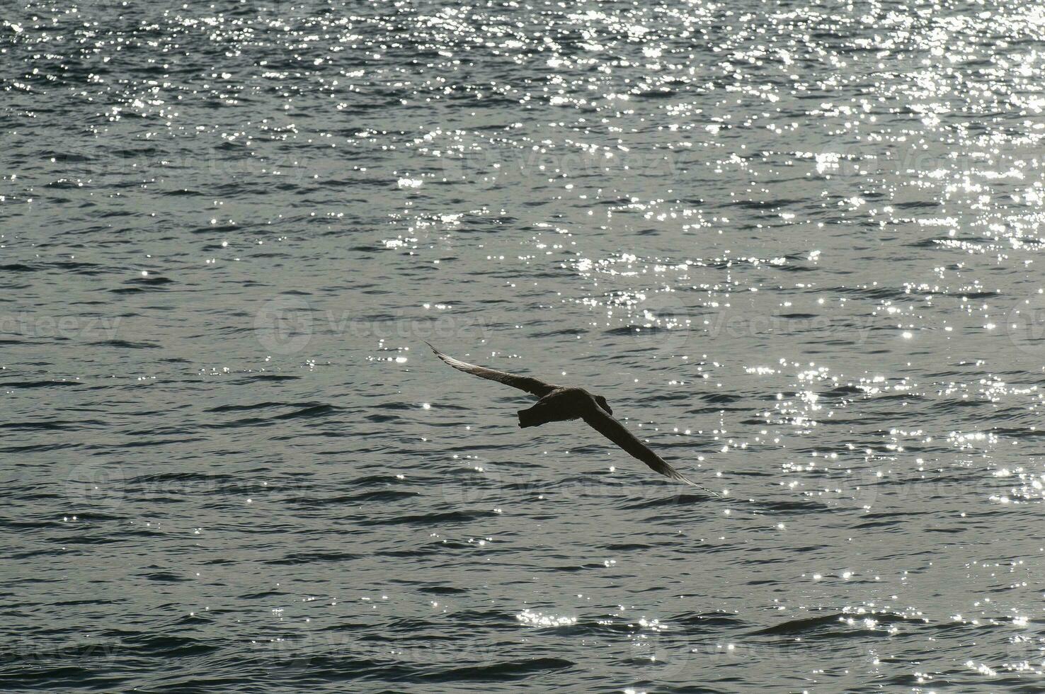 reusachtig stormvogel in vlucht, schiereiland valdes, Patagonië, Argentinië. foto