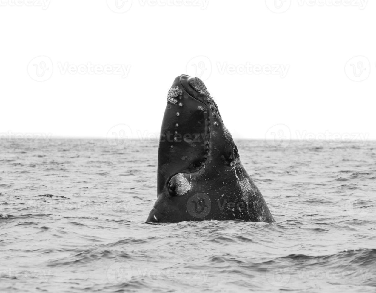 walvis Patagonië Argentinië foto