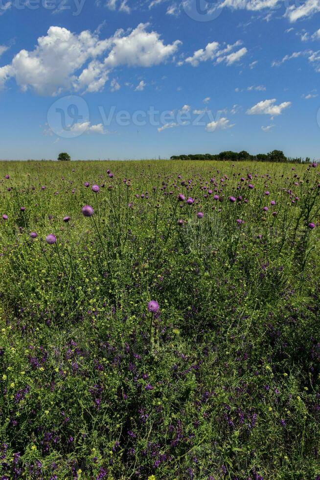 bloemrijk zomer landschap foto