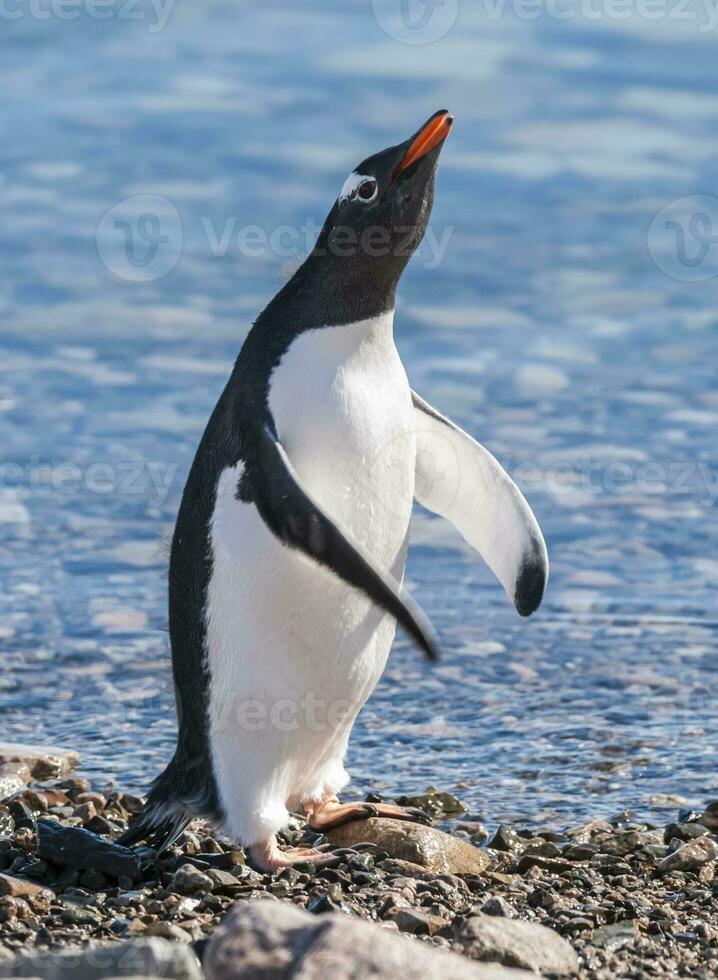 gentoo pinguïn in neko haven, schiereiland antraciet. foto