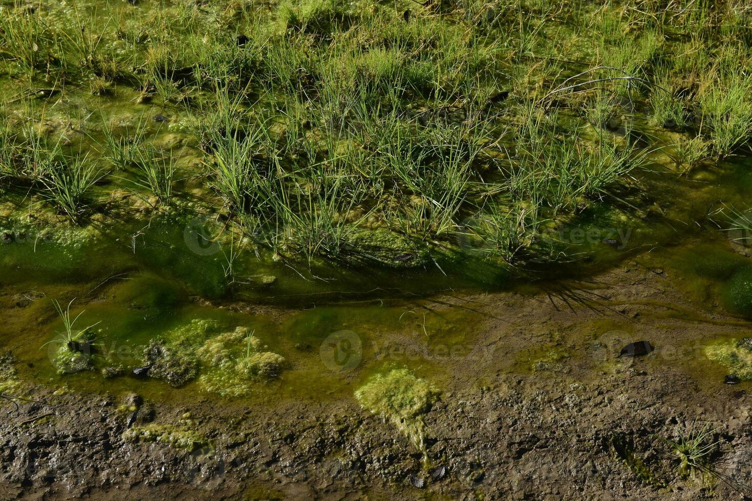 groen algen in aquatisch milieu , Patagonië, Argentinië. foto