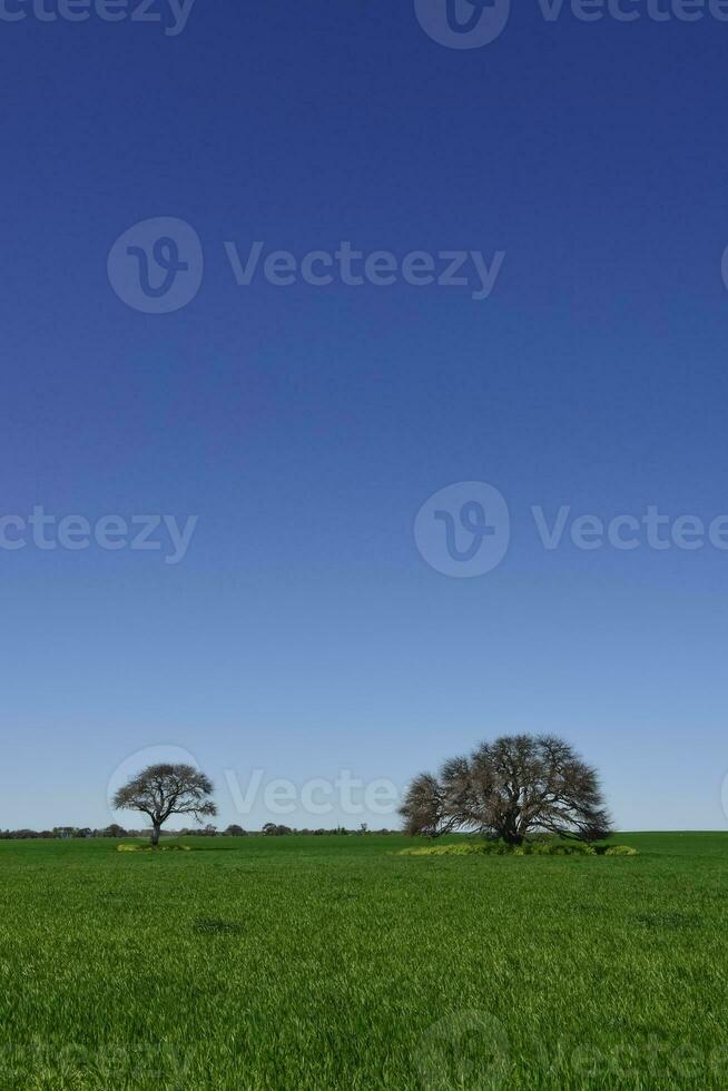 pampa boom landschap, la pampa provincie, Patagonië, Argentinië. foto