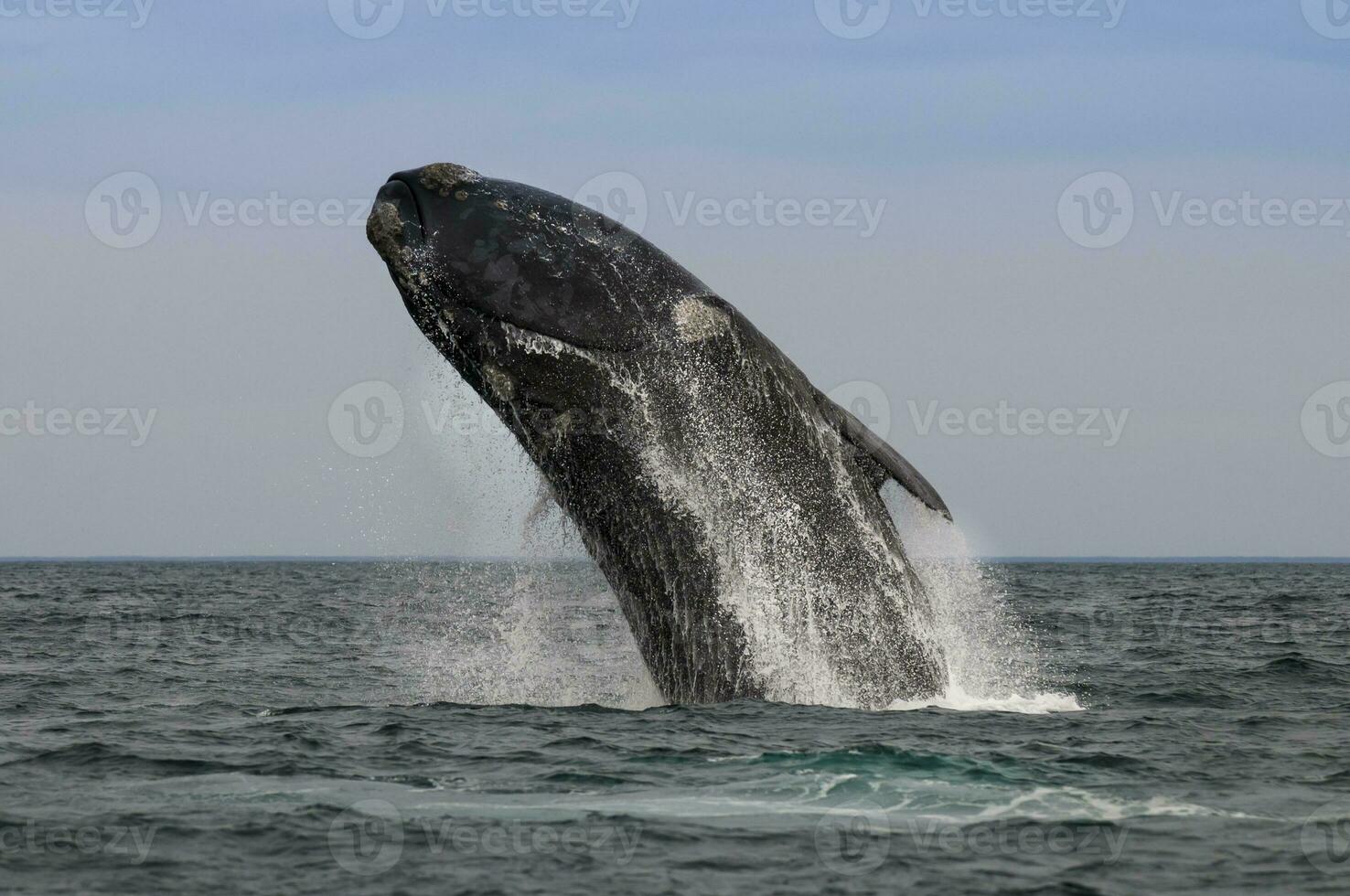 zuidelijk Rechtsaf walvis jumping , schiereiland valdes Patagonië , Argentinië foto