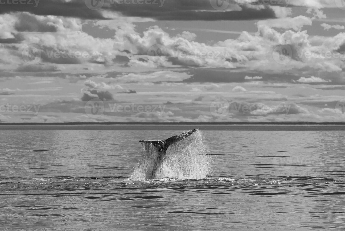 zuidelijk Rechtsaf walvis staart lobben, bedreigd soorten, patagonië, argentinië foto