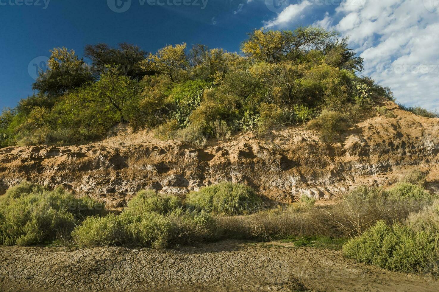 char boom in calden Woud, bloeide in lente, la pampa, argentinië foto