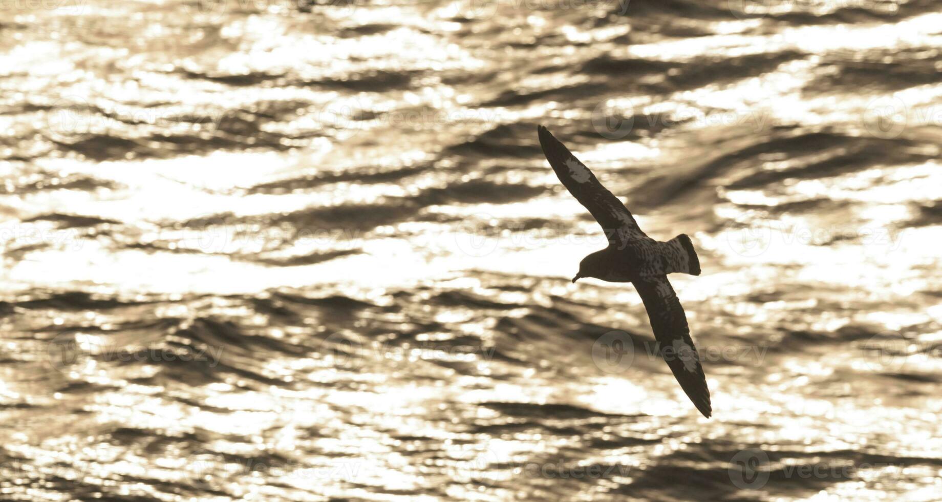 kaap stormvogel, antartiek vogel, antraciet foto