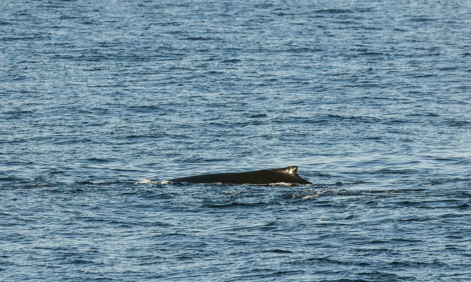 gebochelde walvis duiken, megaptera novaeangliae,antrtica. foto