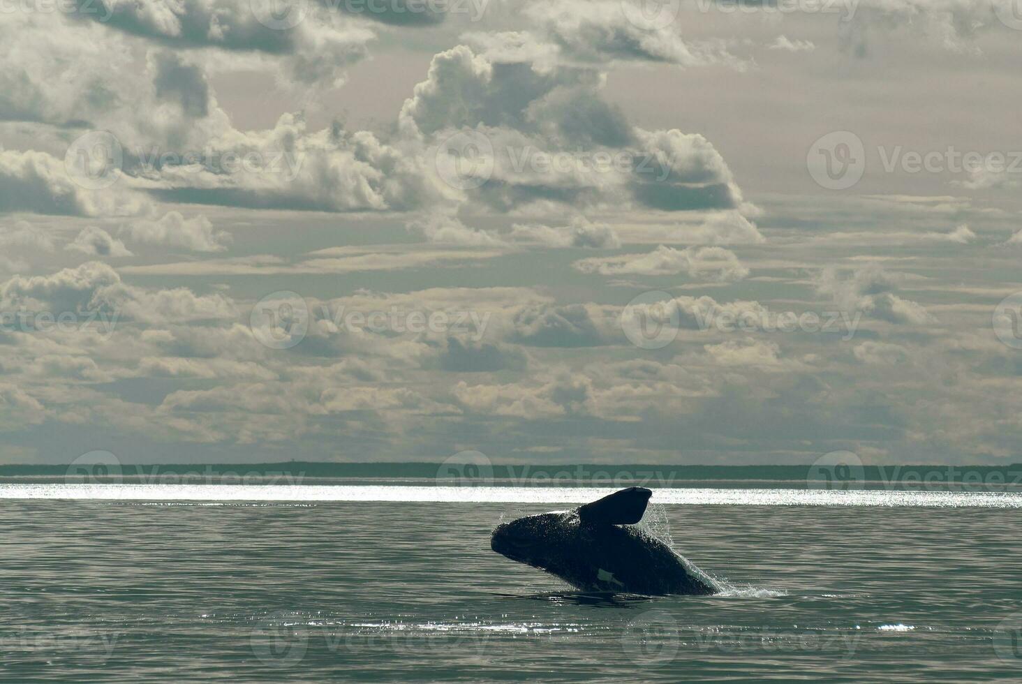 zuidelijk Rechtsaf walvis springen, bedreigd soorten, patagonië, argentinië foto