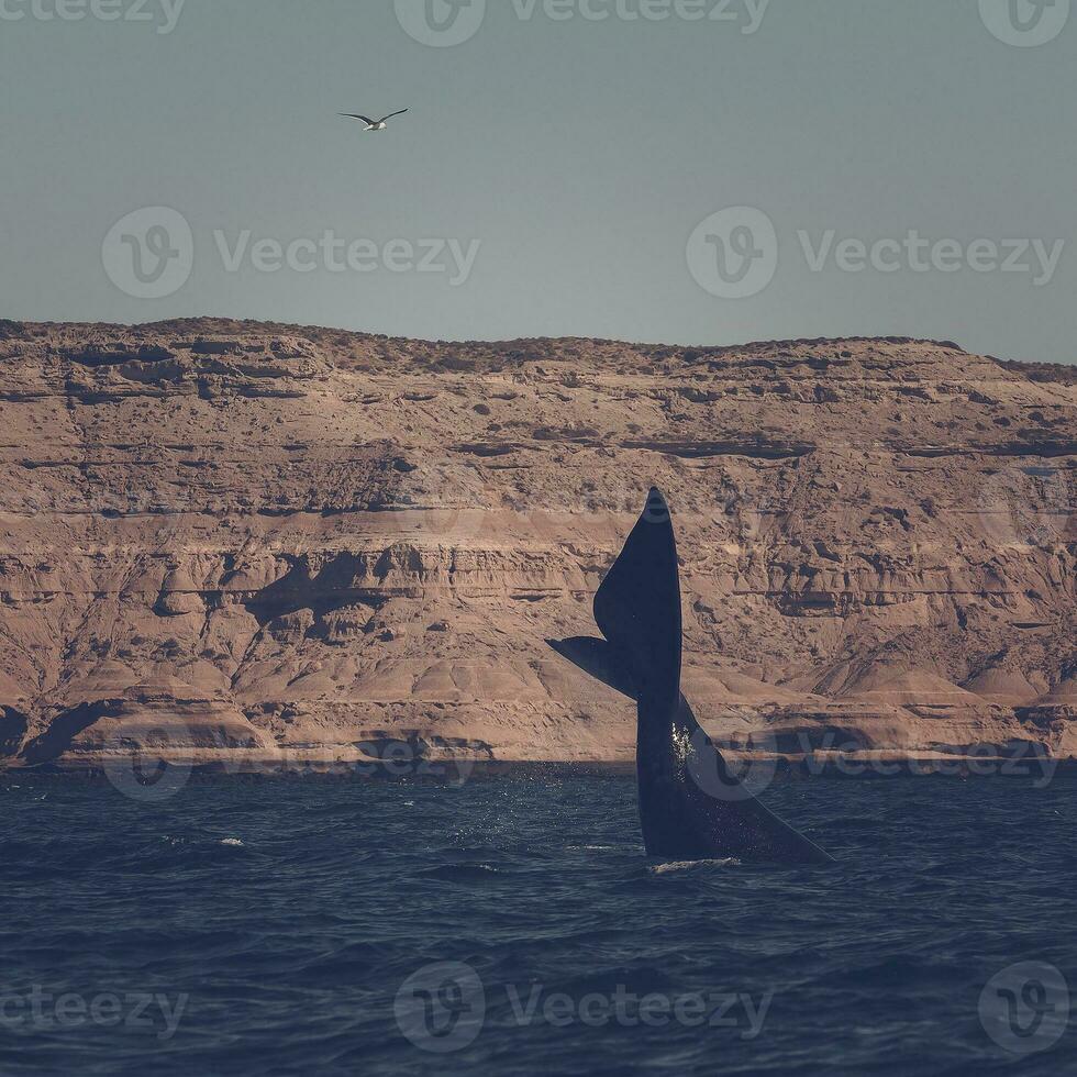 zuidelijk Rechtsaf walvis lob achtervolgen, bedreigd soorten, schiereiland valdes, patagonië, argentinië foto
