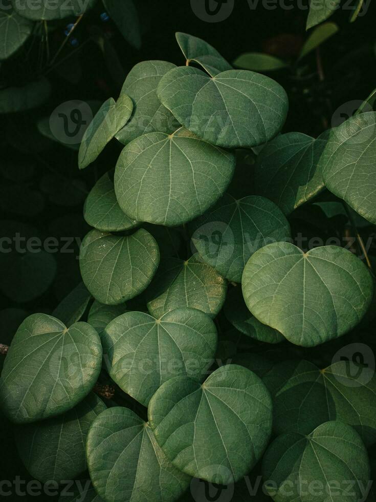 humeurig groen bladeren van een Liaan fabriek. foto