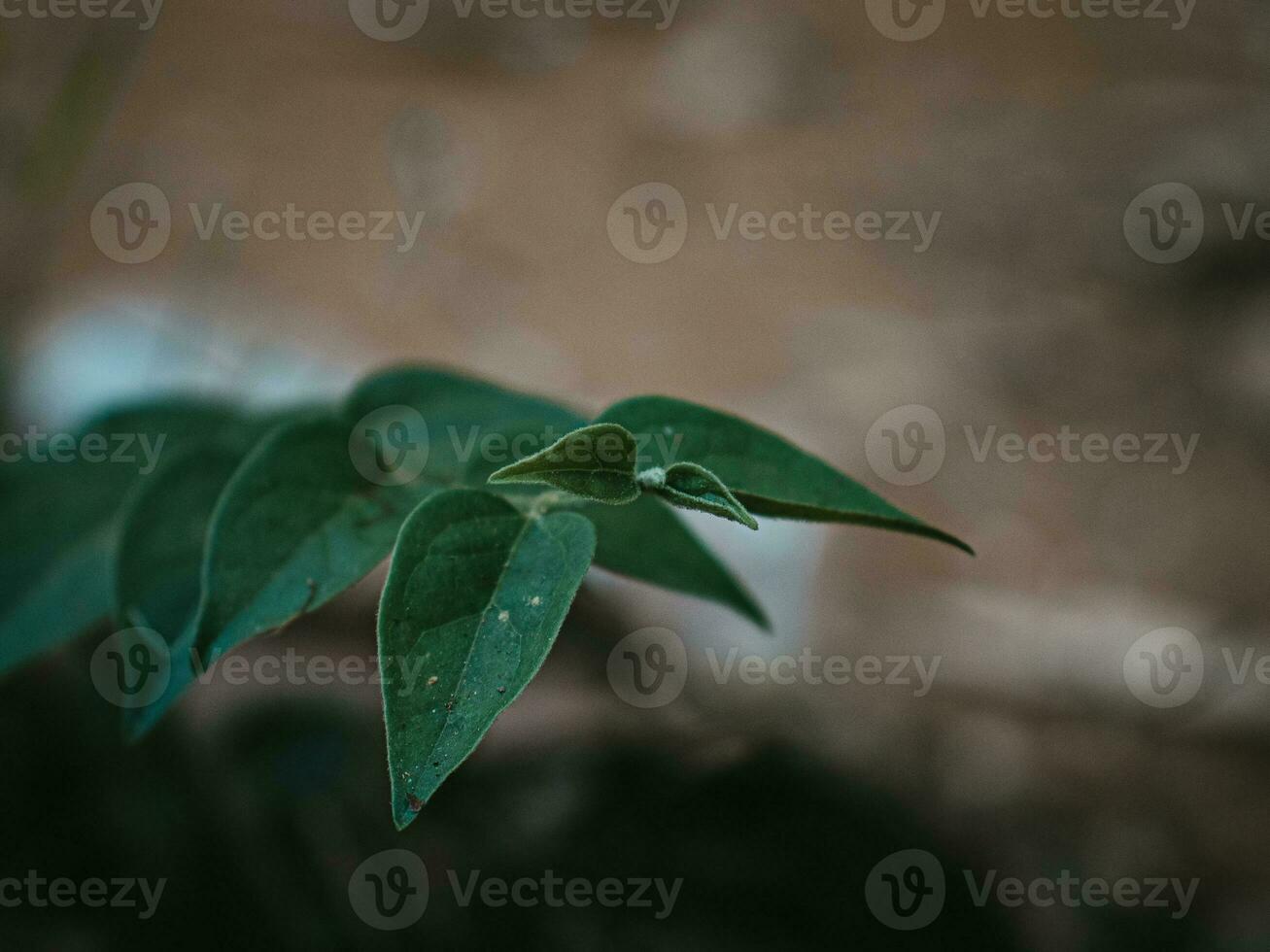 humeurig groen tip van een fabriek. foto