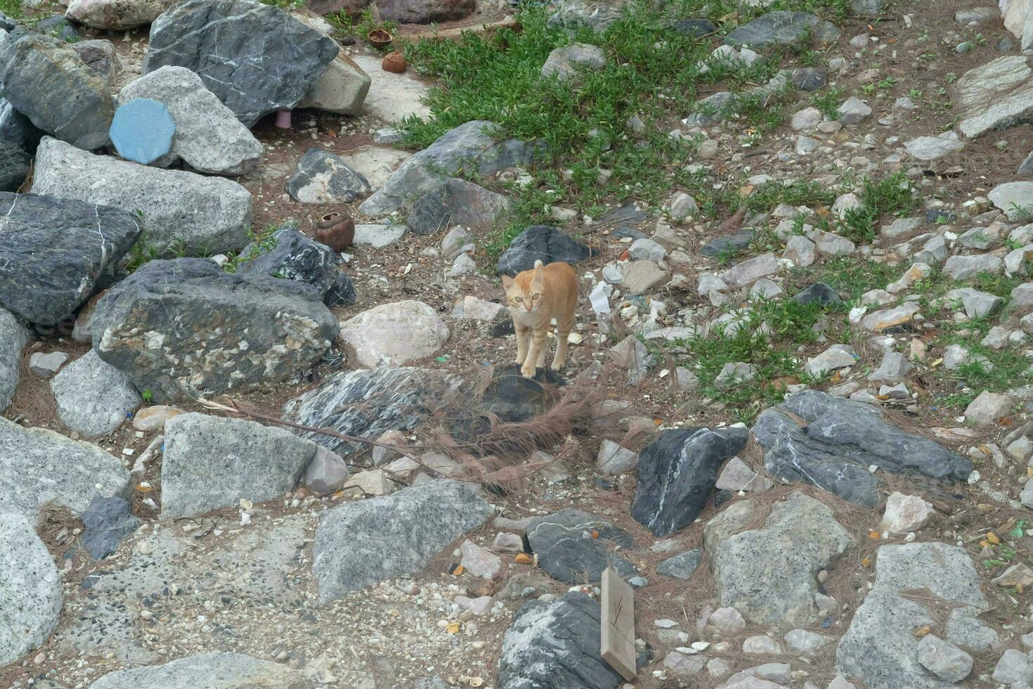 schattig kat Aan rots grond foto