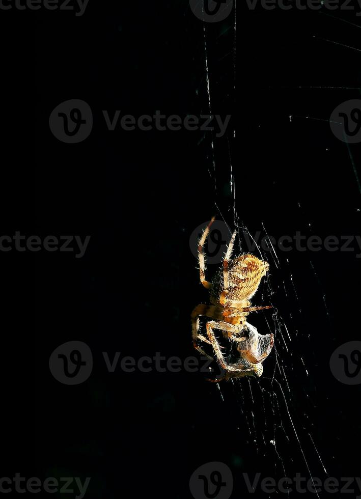 spin in de donker insecten dieren foto