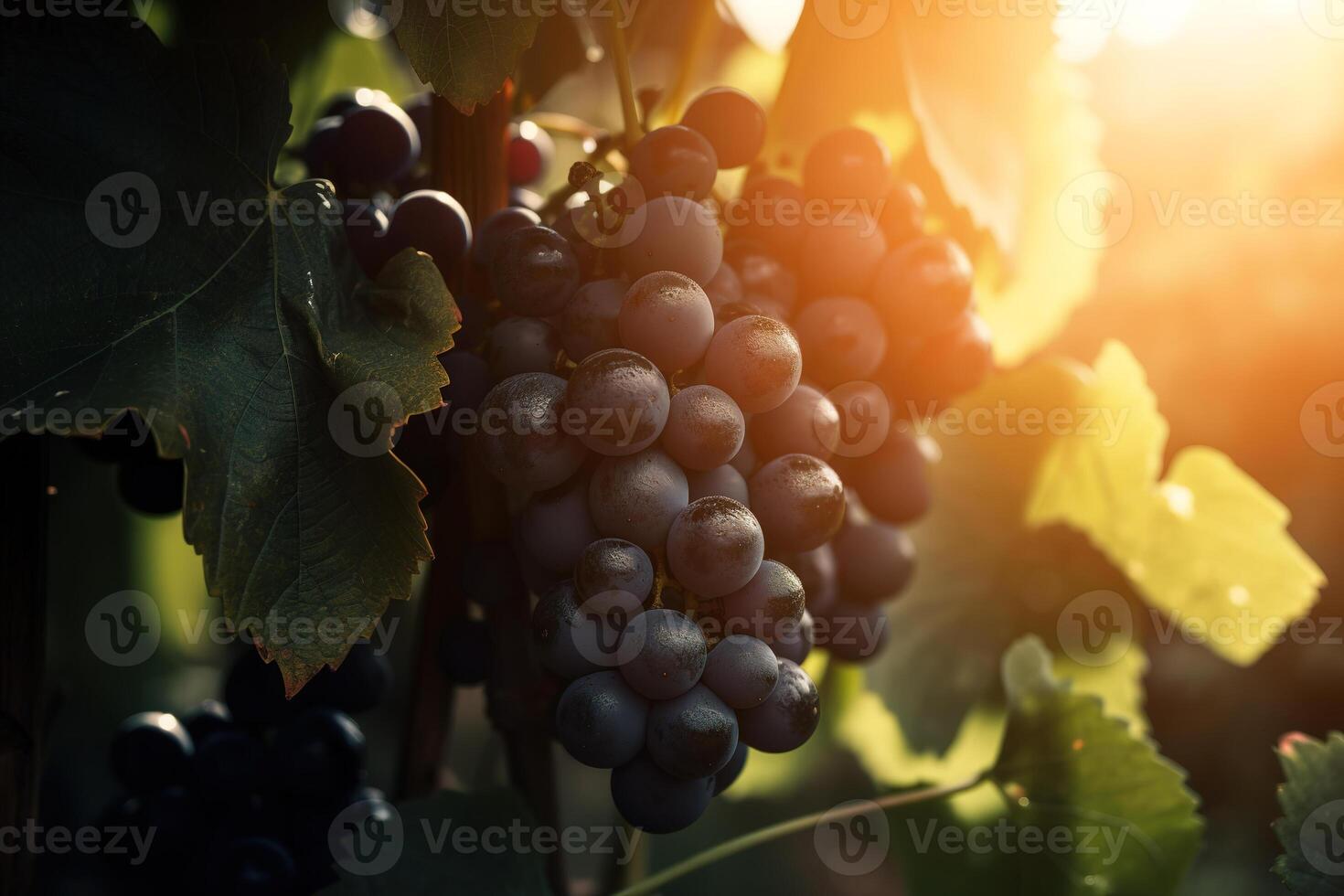 rijp zwart druiven Aan Afdeling Aan zonnig dag in tuin, detailopname. generatief ai foto