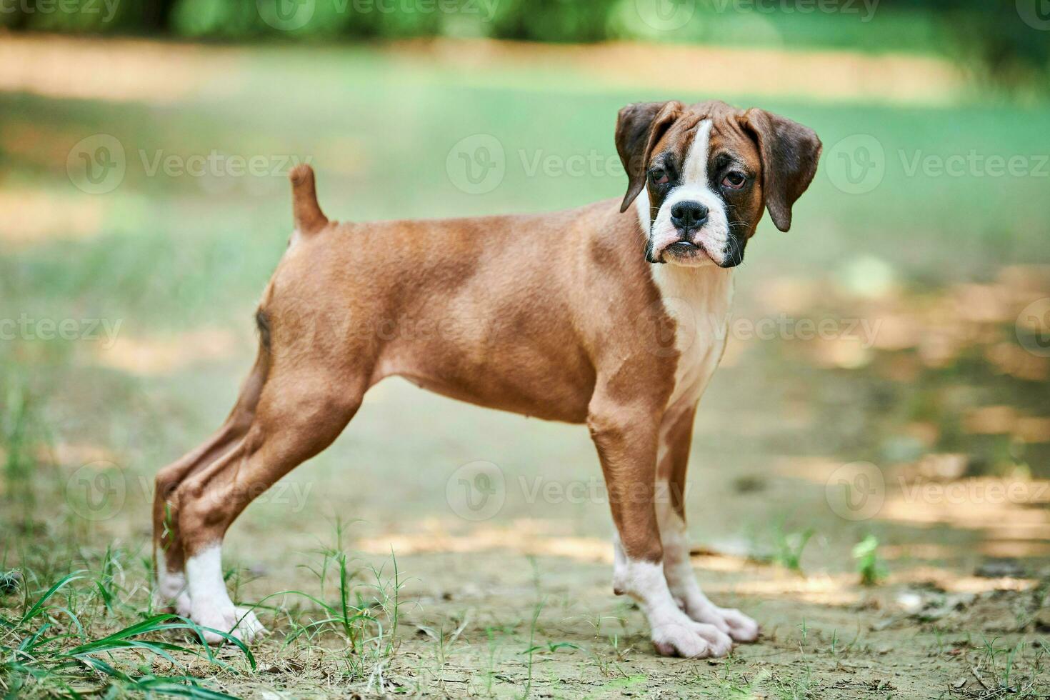 bokser hond puppy vol hoogte portret Bij buitenshuis park wandelen, groen gras achtergrond foto