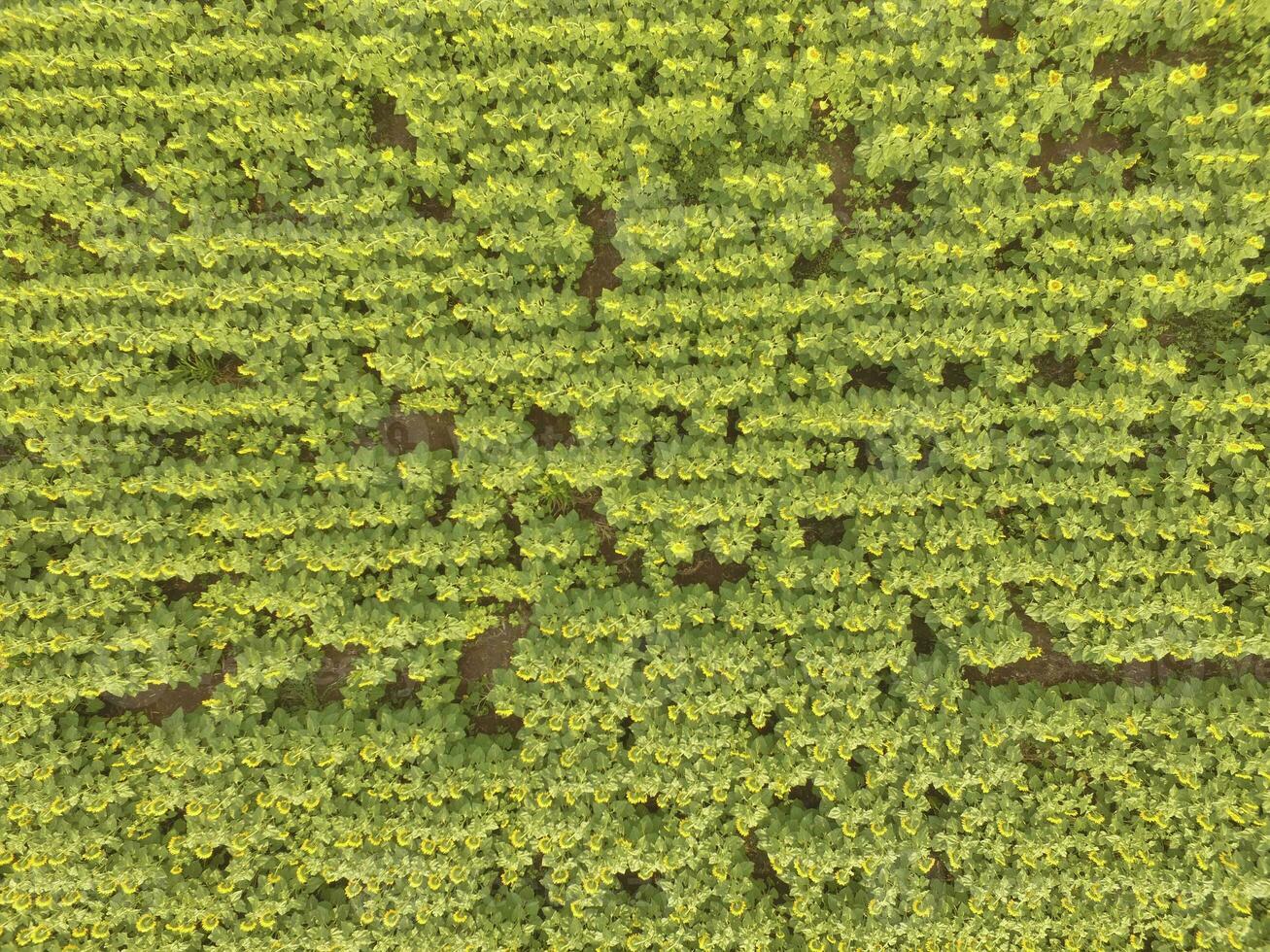 zonnebloem teelt, antenne visie, in pampa regio, Argentinië foto