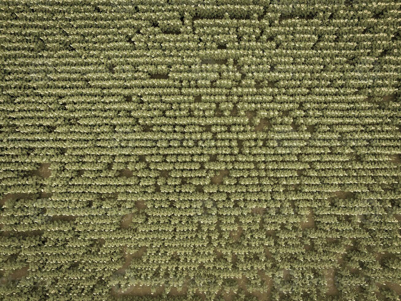 zonnebloem teelt, antenne visie, in pampa regio, Argentinië foto