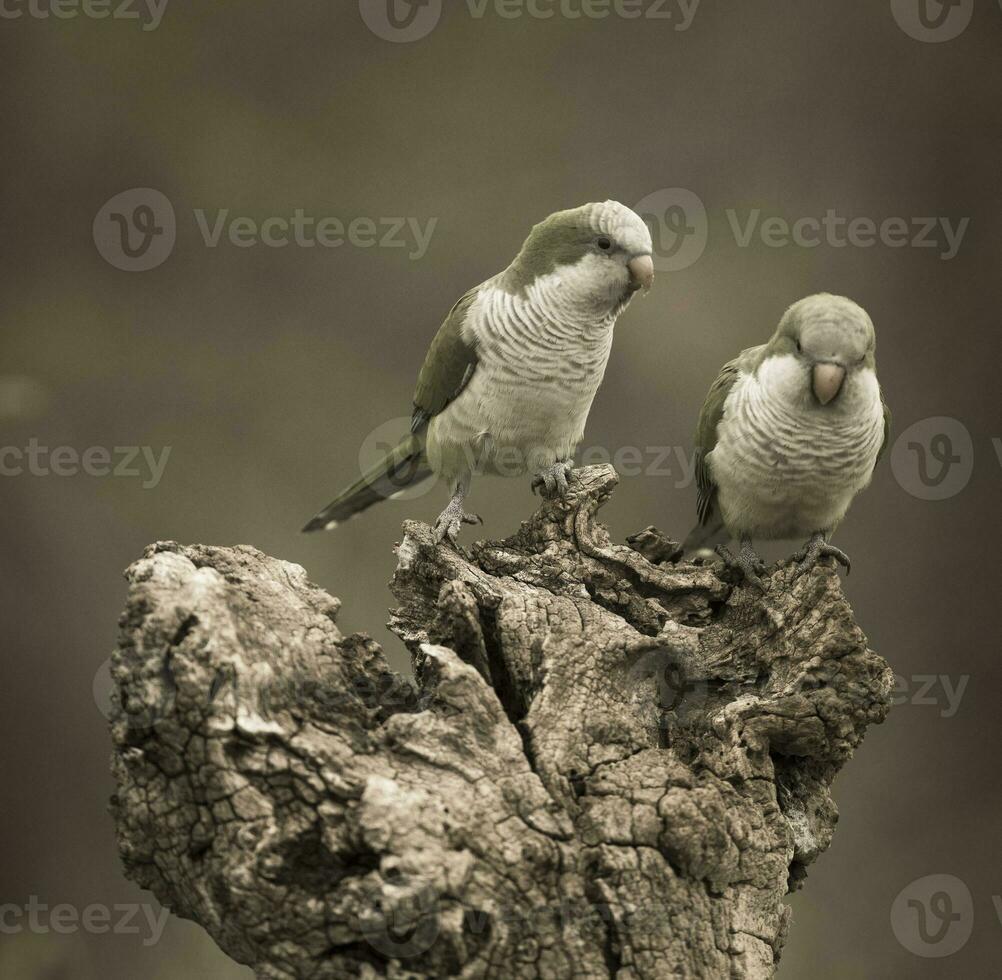 parkiet, voeren Aan wild fruit, la pampa, Patagonië, Argentinië foto