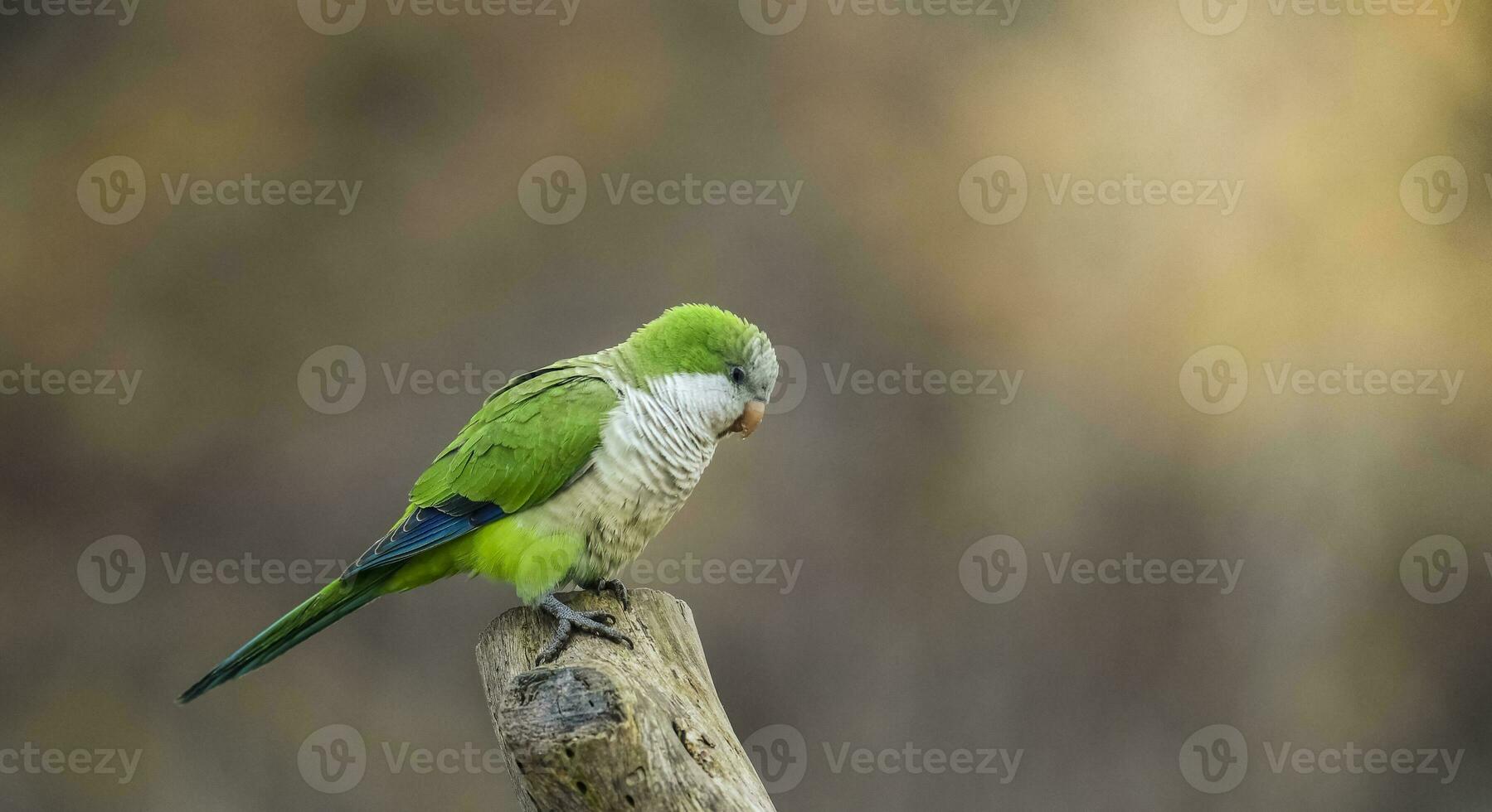 parkiet, voeren Aan wild fruit, la pampa, Patagonië, Argentinië foto