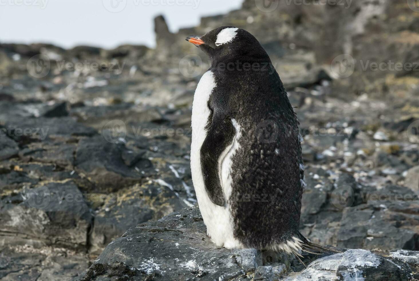 gentoo pinguïn, hannah punt, antartica foto