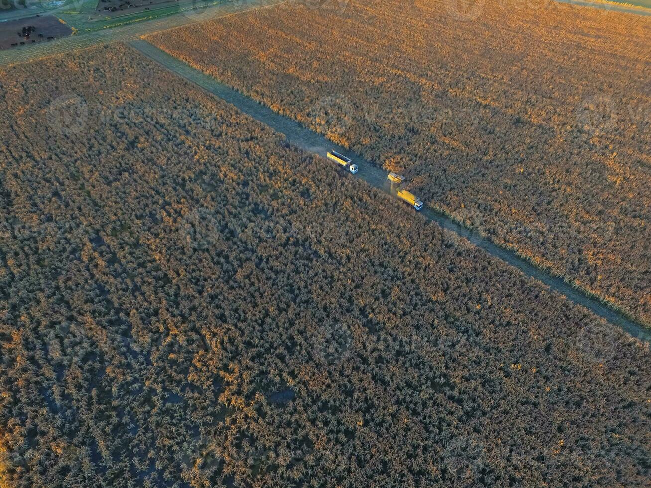 sorghum oogst, in la pampa, Argentinië foto
