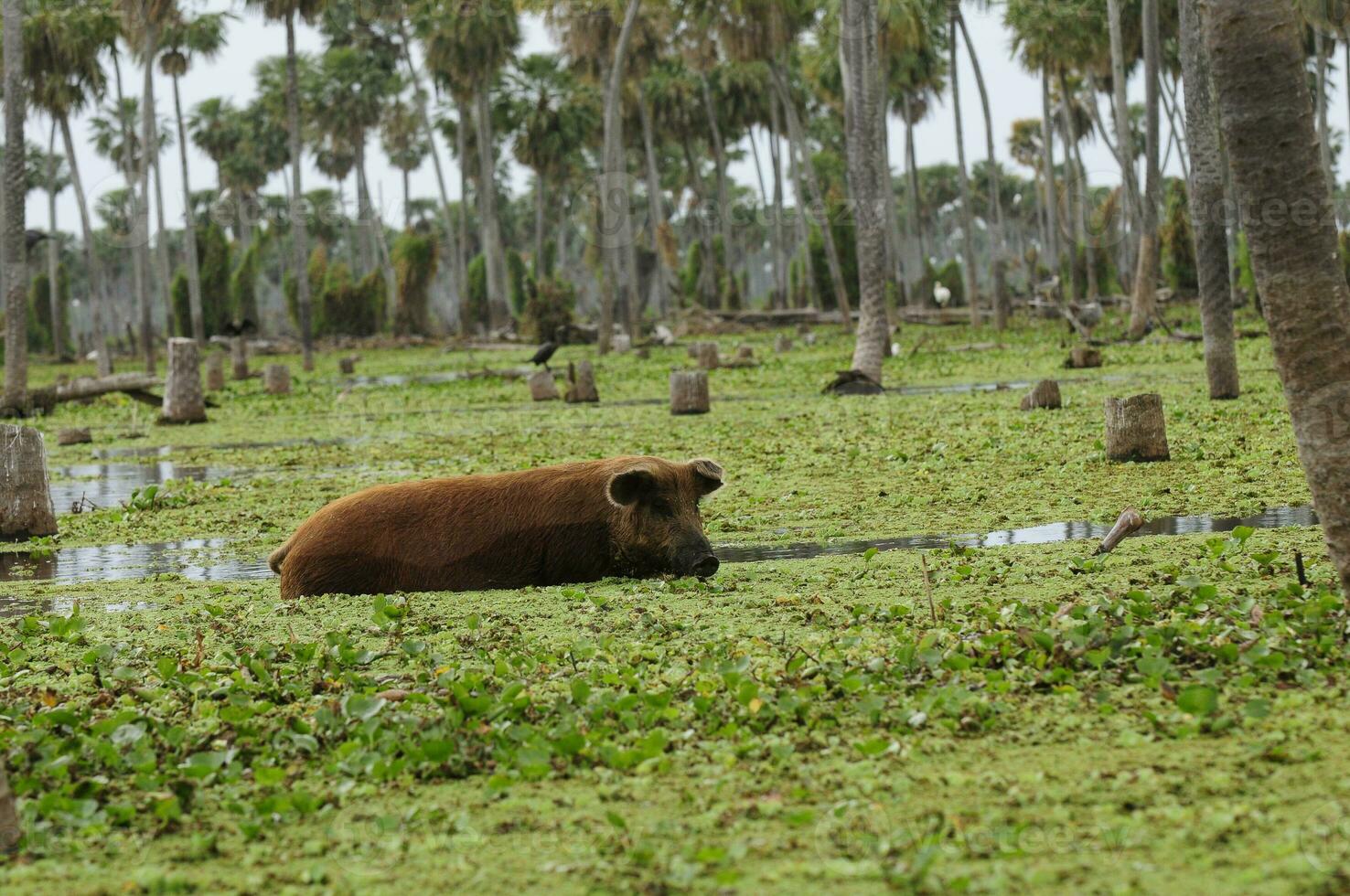 varken in palmen landschap in la estrella moeras, Formosa provincie, Argentinië. foto