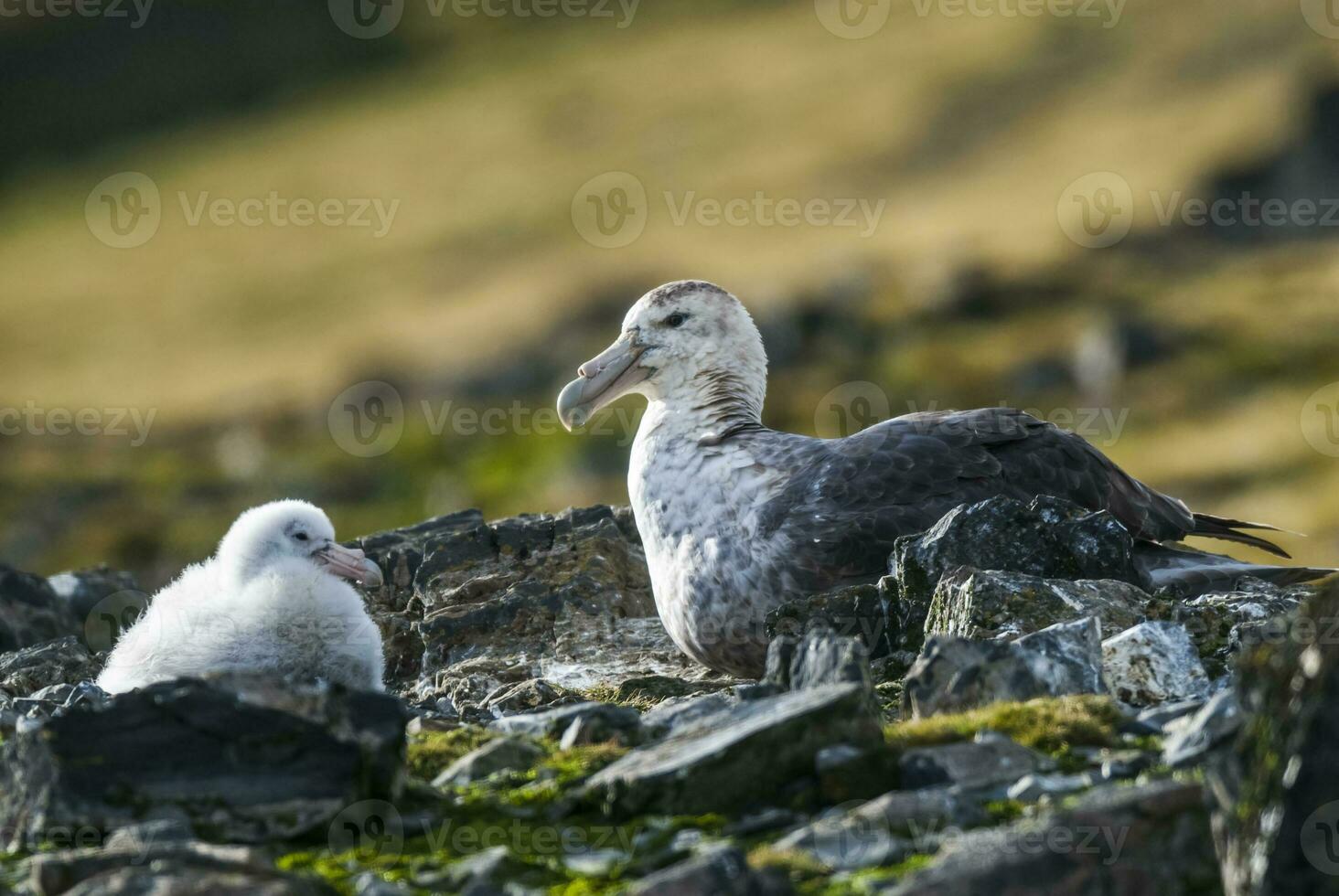 antartiek reusachtig stormvogel, hannah punt, livingston eiland, zuiden shetland , antraciet foto