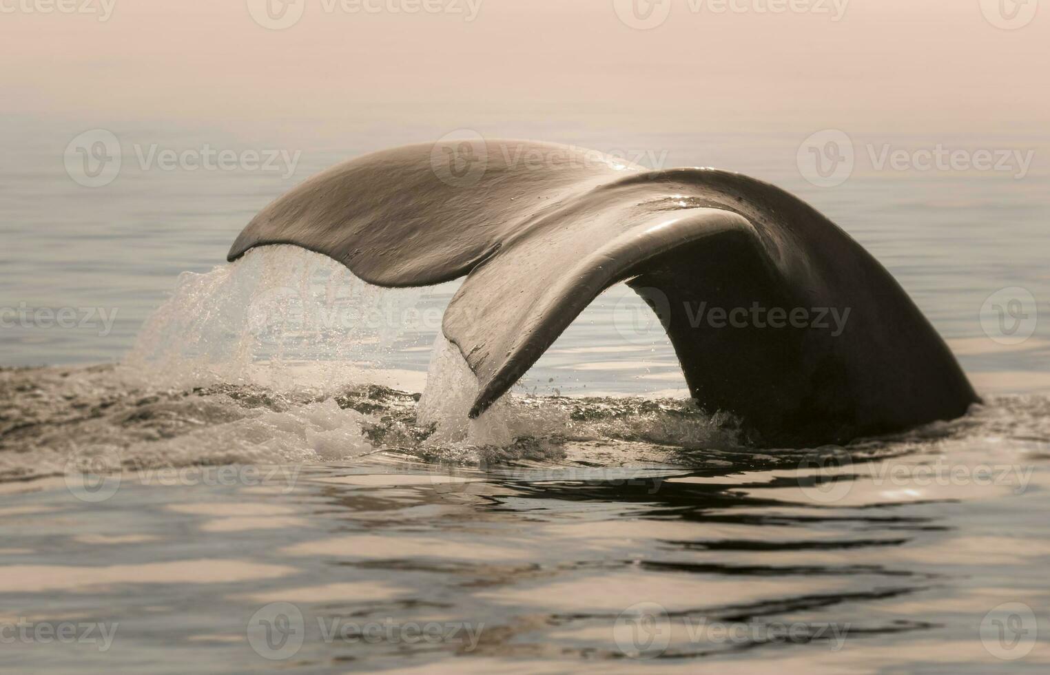 walvis staart in schiereiland valdes,, Patagonië, Argentinië foto