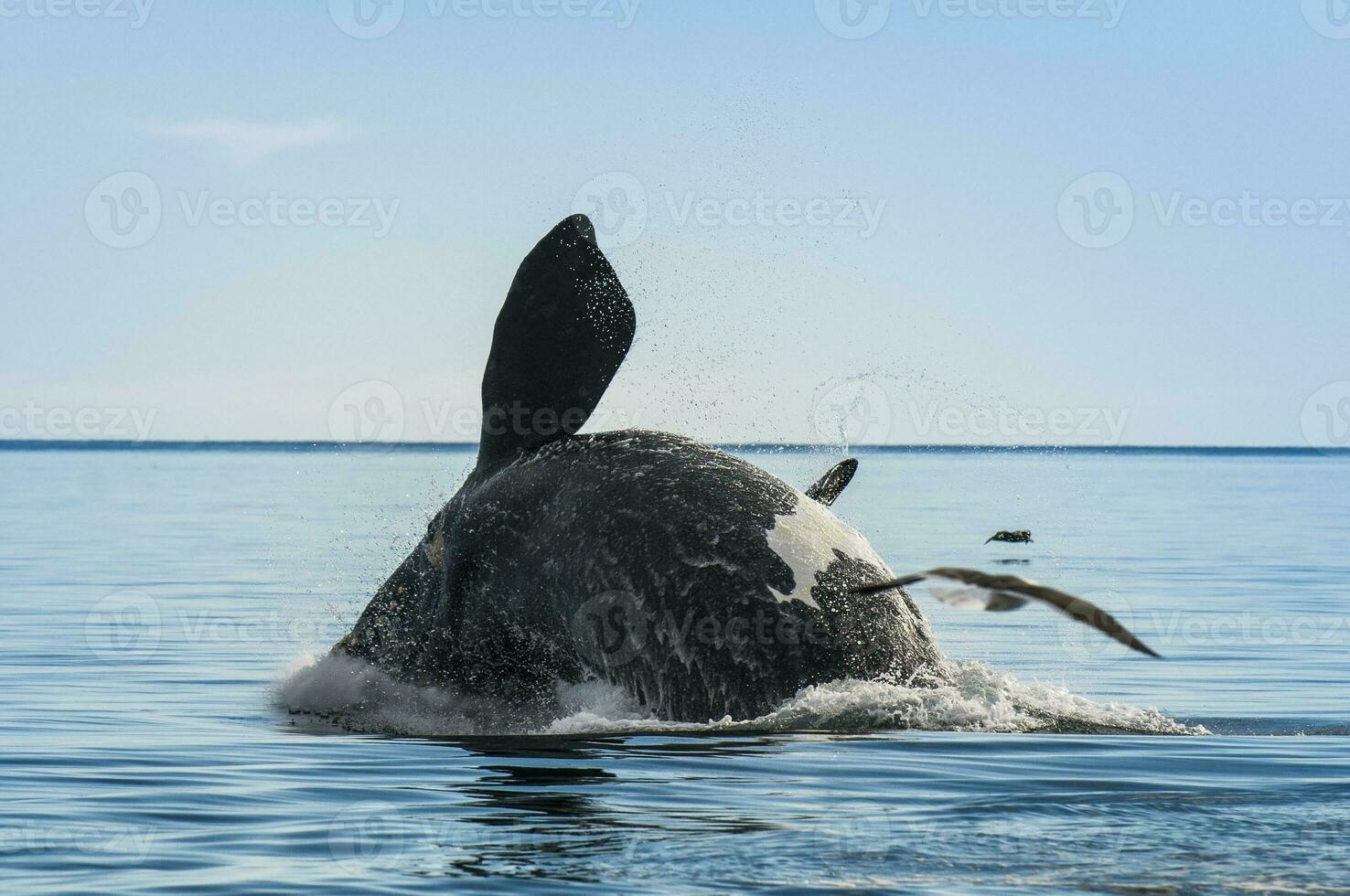 walvis jumping in schiereiland valdes,, Patagonië, Argentinië foto