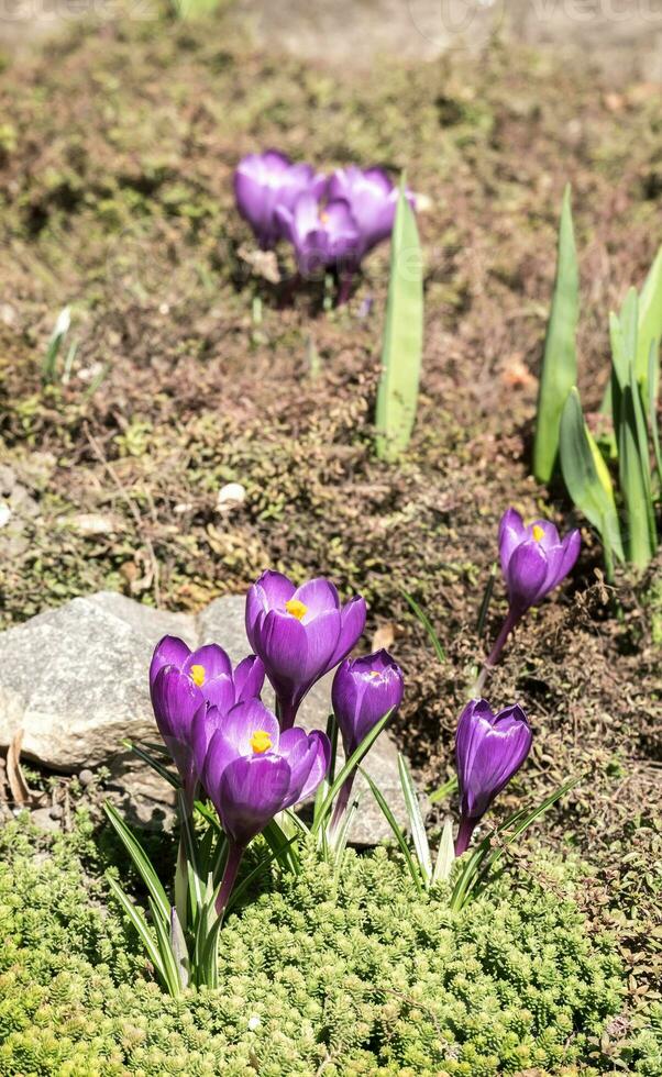 krokus bloemen Aan de bloembed foto