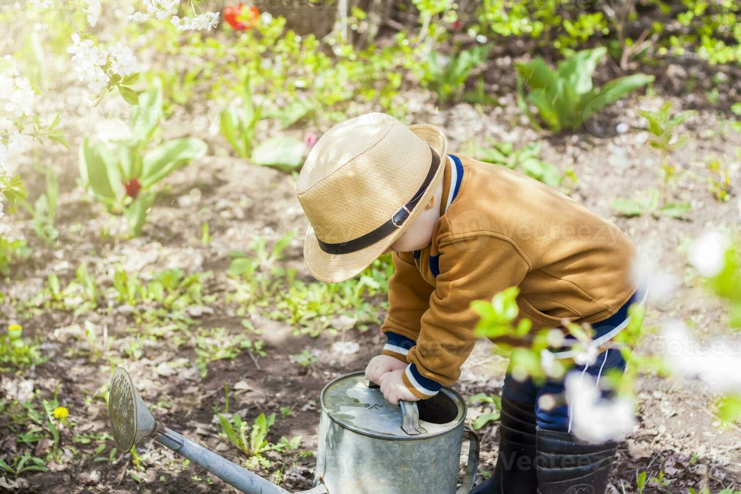 schattig weinig kleuter jongen in een hoed en rubber laarzen is gieter planten met een gieter kan in de tuin. een charmant weinig kind helpen zijn ouders toenemen groenten. foto