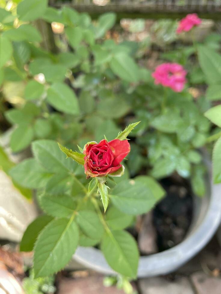 rode roos in de tuin foto