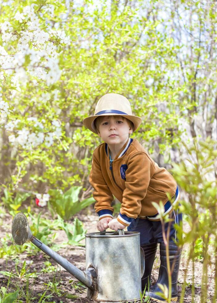 schattig weinig kleuter jongen in een hoed en rubber laarzen is gieter planten met een gieter kan in de tuin. een charmant weinig kind helpen zijn ouders toenemen groenten. foto