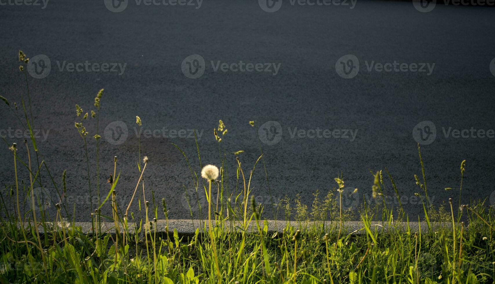 bloeiend oren van onkruid. natuurlijk gazon in de helder zon foto