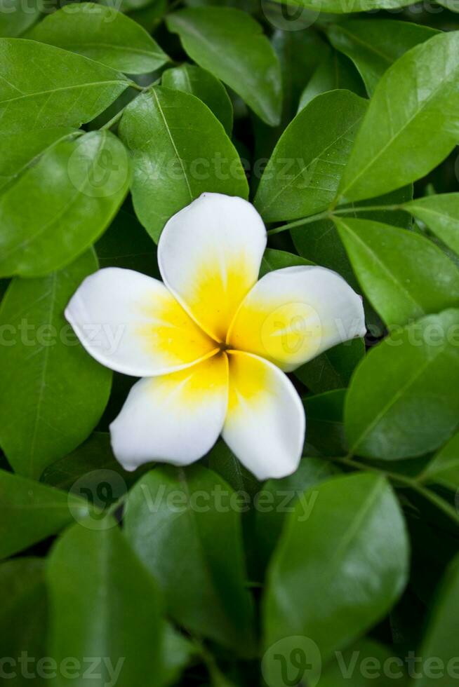 frangipani bloemen met groen bladeren. foto