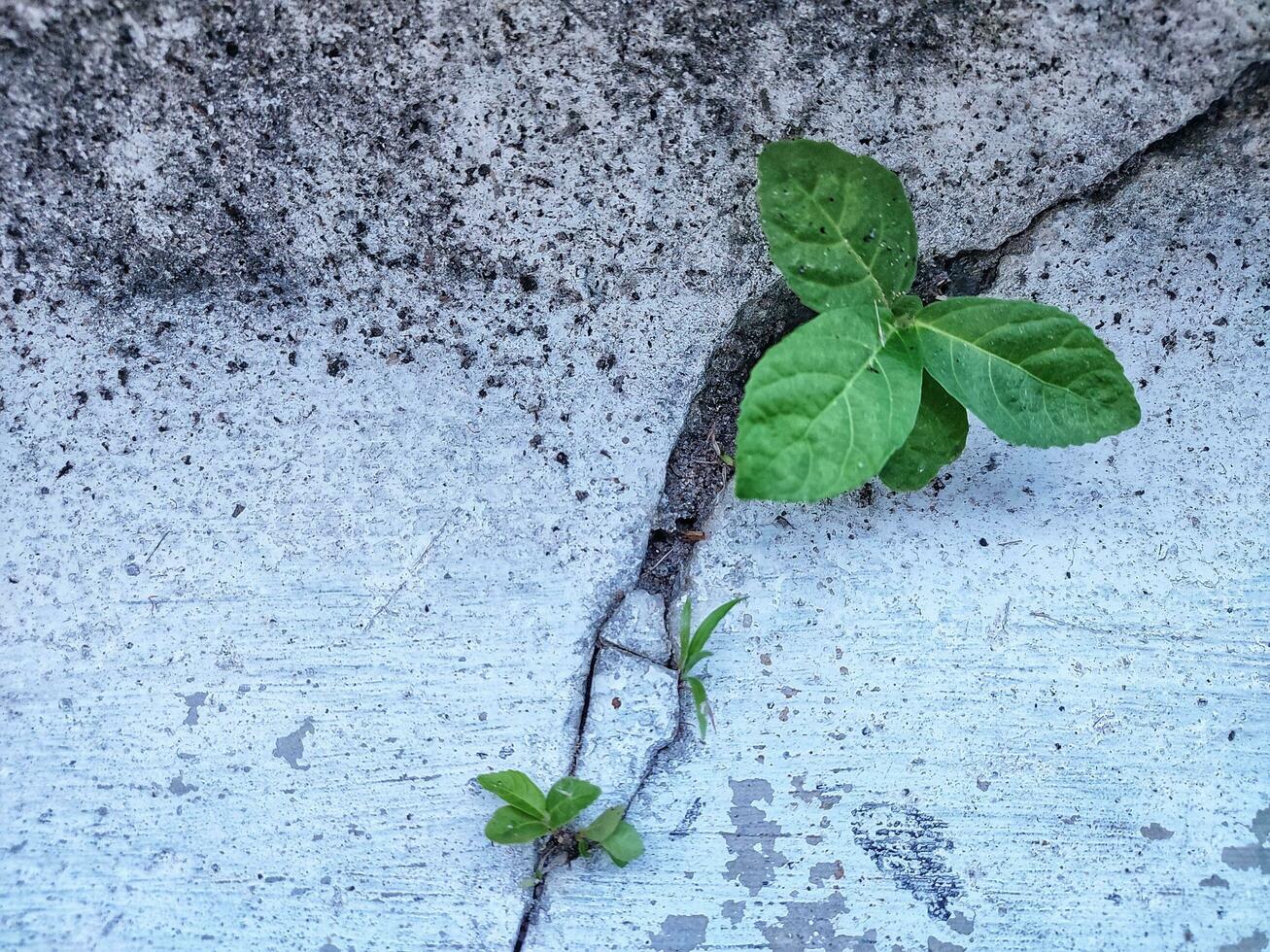 planten dat toenemen tussen de scheuren in de cement. natuur tegen de kunstmatig. foto