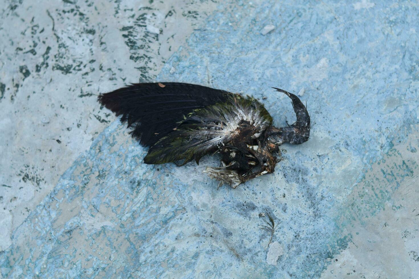 dood vogel in cement. zwart vogel karkassen. foto