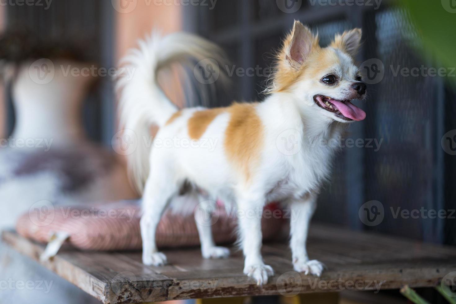 langharige chihuahua hond op tafel foto