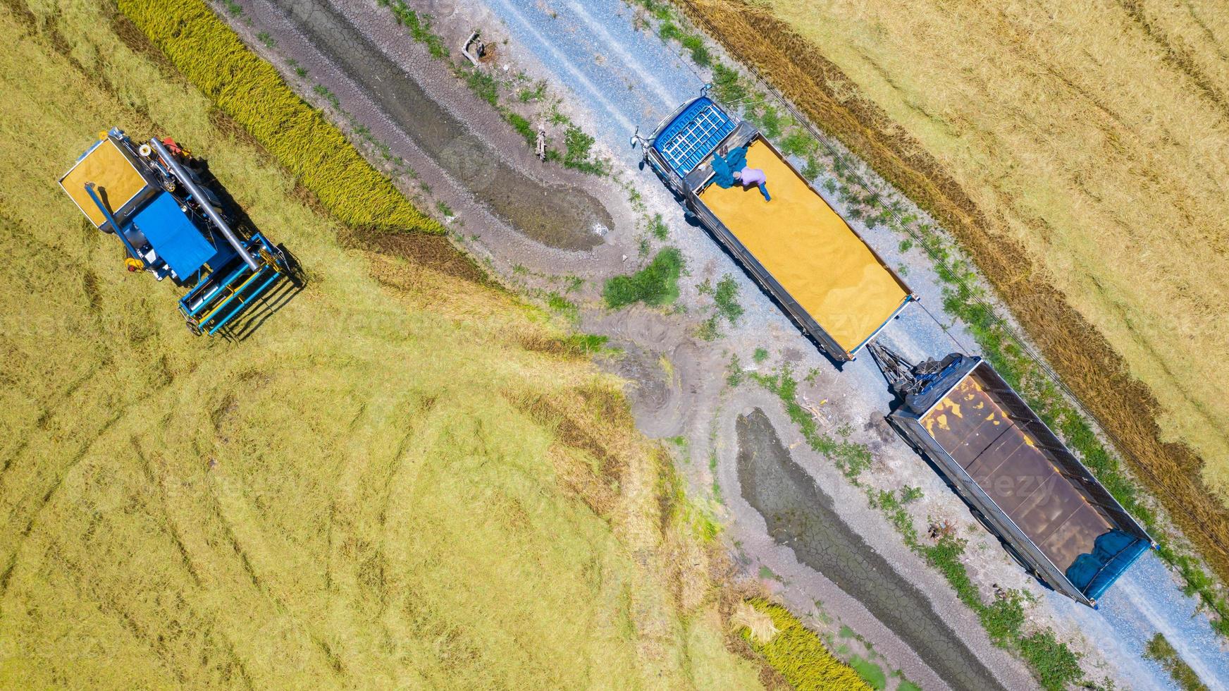 bovenaanzicht vanuit de lucht van de oogstmachine en vrachtwagen die in het rijstveld werken, van bovenaf bekijken foto