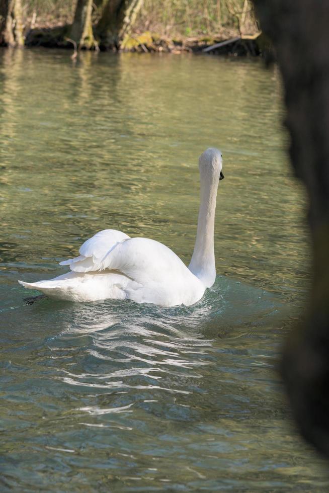 witte zwaan die op meer bij park zwemt foto