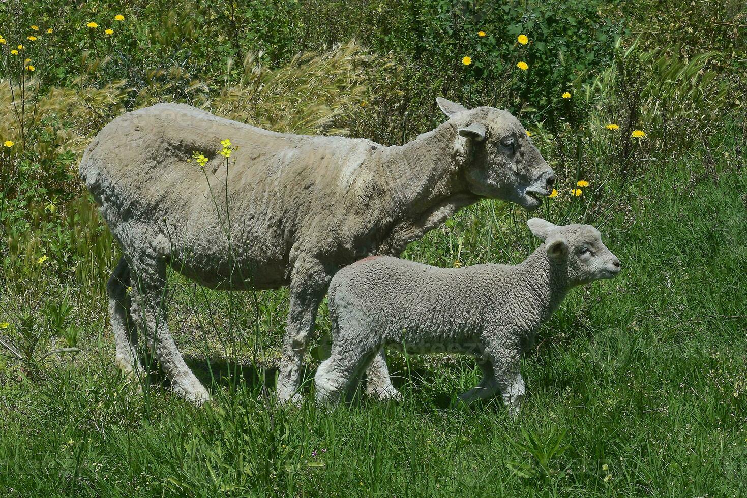 een schapen en een lam zijn staand in een veld- foto
